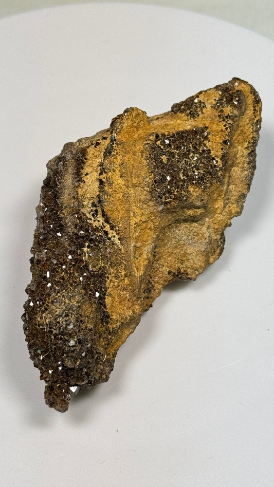 Hundred-Million-Year Crystalized Alabama Petrified Wood, Gemstone Specimen