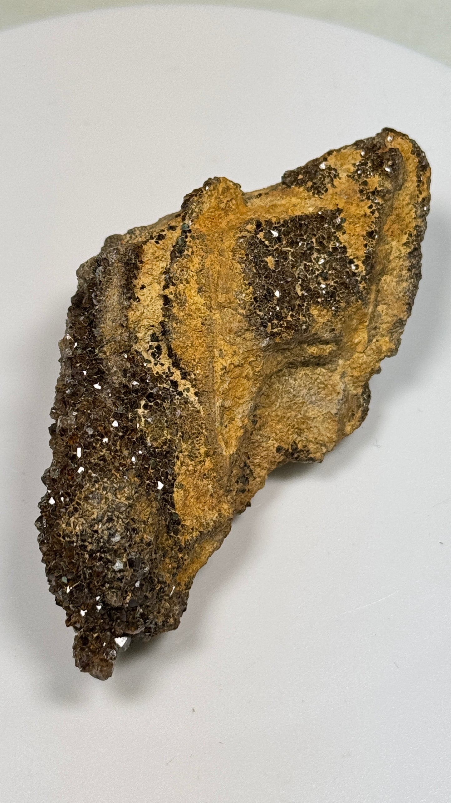 Hundred-Million-Year Crystalized Alabama Petrified Wood, Gemstone Specimen