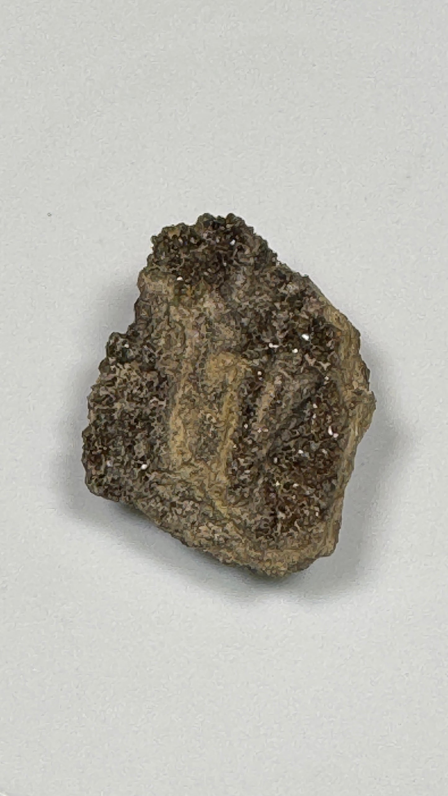 Hundred-Million-Year Crystalized Alabama Petrified Wood, Gemstone Specimen
