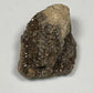 Hundred-Million-Year Crystalized Alabama Petrified Wood, Gemstone Specimen