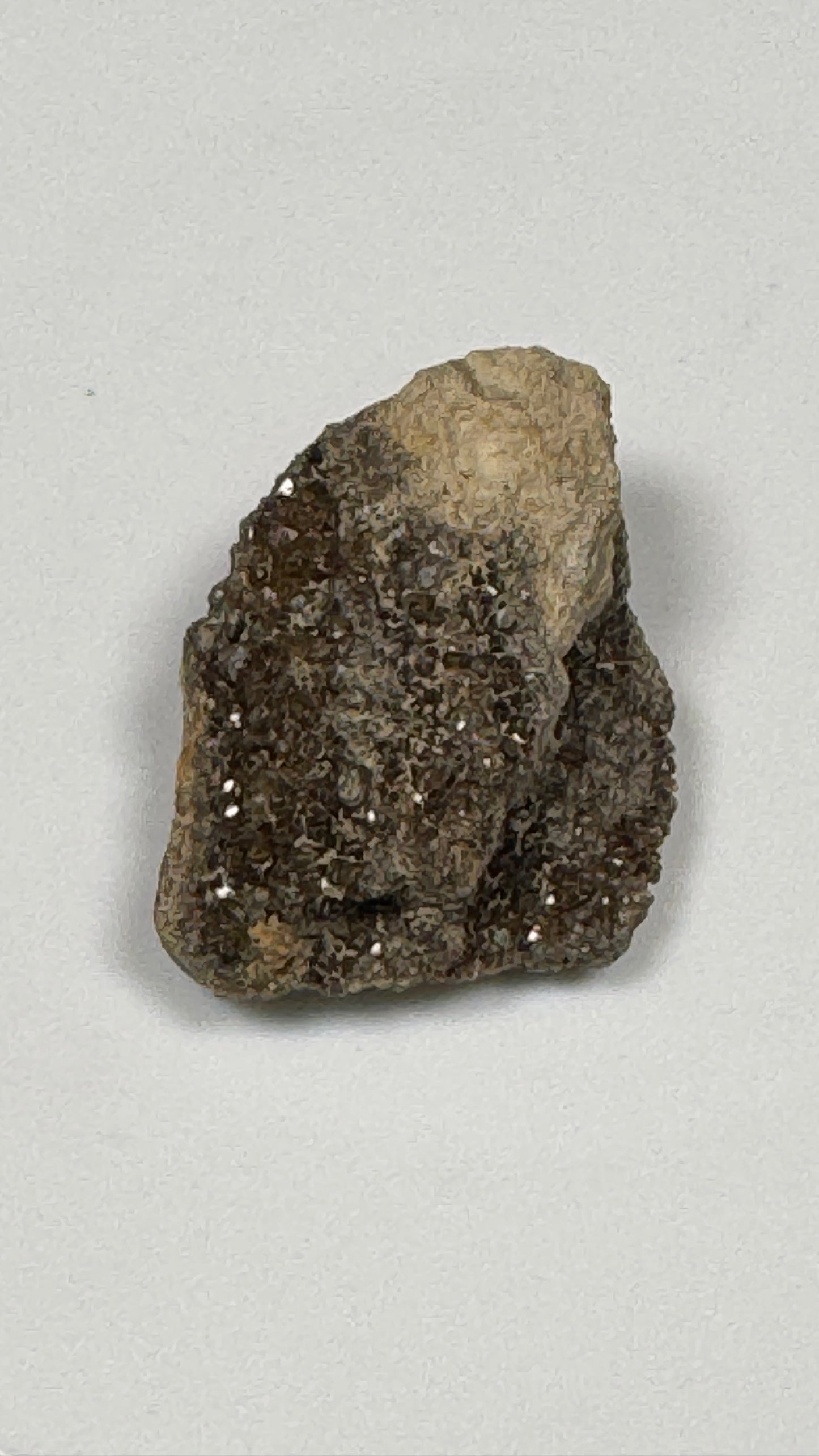 Hundred-Million-Year Crystalized Alabama Petrified Wood, Gemstone Specimen