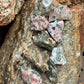 Ocean Jasper Rough